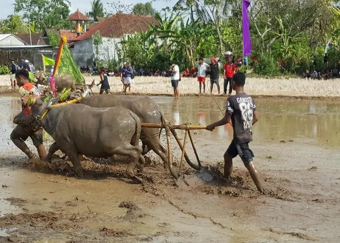 Séjour chez l'habitant Segara Urip Negara (Bali)